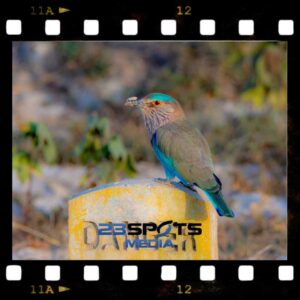 Vogelfotografie Fundamentals Kurs
