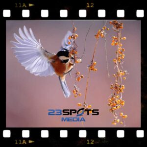 Vogelvideografie Fundamentals Kurs