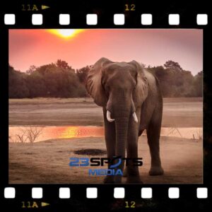 Wildtierfotografie Fundamentals Kurs